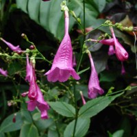 Strobilanthes hamiltoniana (Steud.) Bosser & Heine